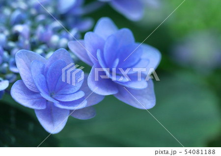 雨に濡れて咲く 54081188