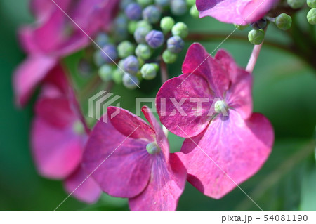 雨に濡れて咲く 雨に濡れて咲く 54081190