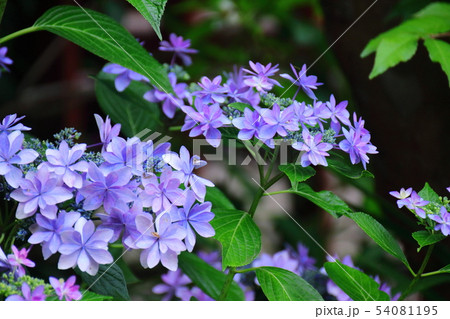 雨に濡れて咲く 54081195