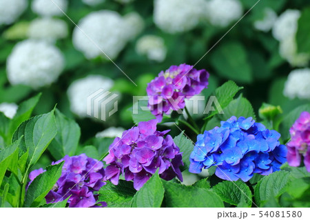 雨に濡れて咲く 54081580