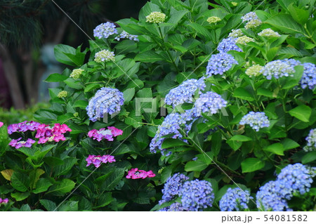 雨に濡れて咲く 54081582