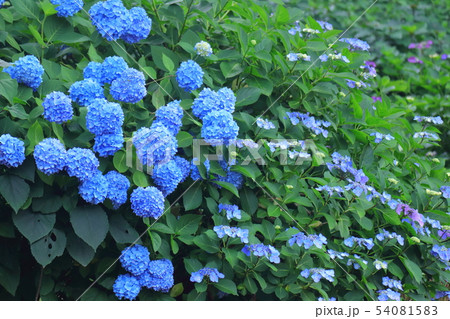 雨に濡れて咲く 54081583