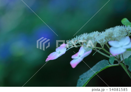 雨に濡れて咲く 54081585