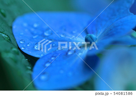 雨に濡れて咲く 54081586