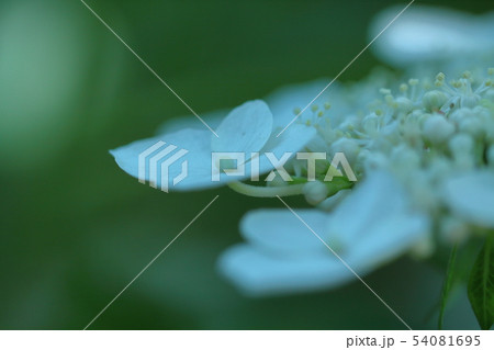 雨に濡れて咲く 54081695