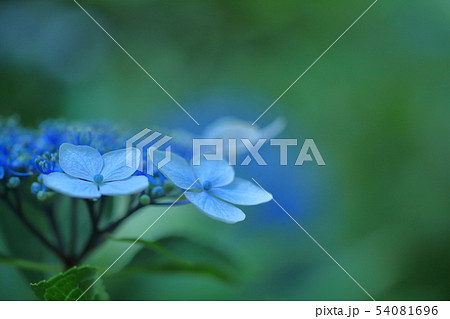 雨に濡れて咲く 54081696
