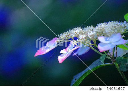 雨に濡れて咲く 54081697