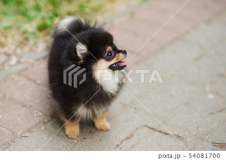 Dark cute puppy Spitz on the street. Dark cute puppy Spitz on the street. 54081700