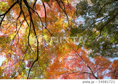 紅葉の空 54081721