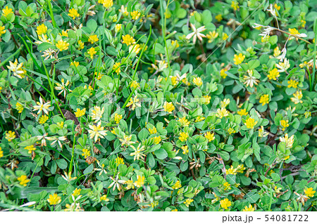 地面にはびこるコメツブツメクサ 54081722