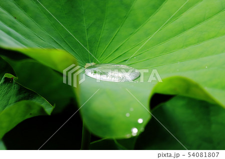 蓮の葉 54081807