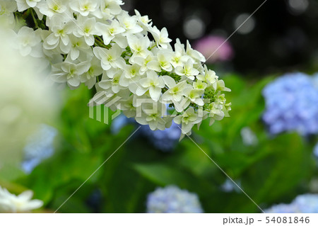 柏葉紫陽花 柏葉紫陽花 54081846