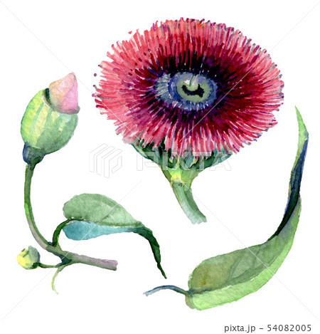 Red eucaliptus floral botanical flowers. Watercolor background set. Isolated eucaliptus illustration 54082005