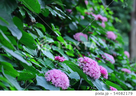 雨に濡れて咲く 54082179