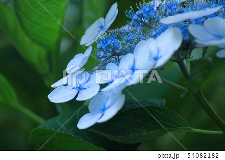雨に濡れて咲く 54082182