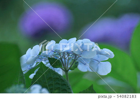 雨に濡れて咲く 雨に濡れて咲く 54082183