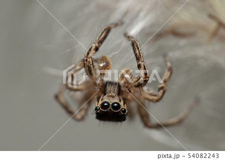 A Spider walks on the white fur of grass. 54082243