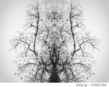 Tree and sky in countryside 54082308