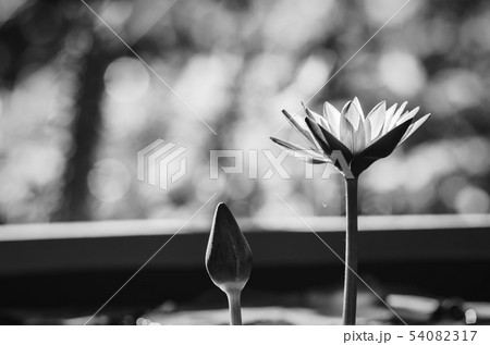 Lotus or Water lily Lotus or Water lily 54082317