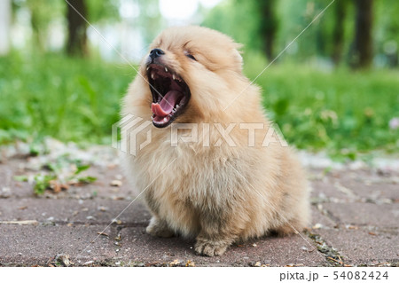 Cute puppy cream Pomeranian street yawns. Cute puppy cream Pomeranian street yawns. 54082424