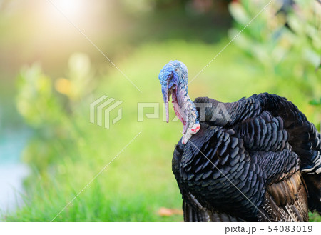 Portrait of black turkey on nature background. 54083019
