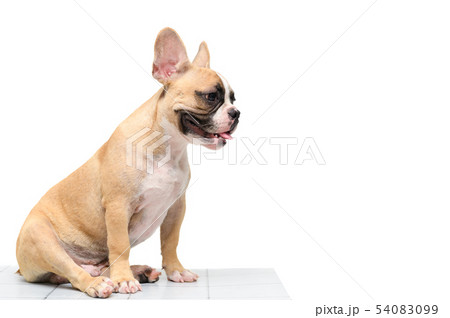 cute french bulldog sitting on table isolated 54083099
