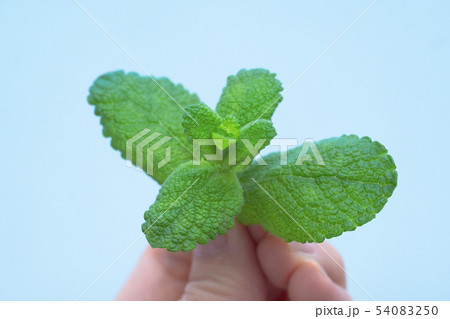 さわやかな香りの摘心したミントの葉を持つ女性の指の写真素材
