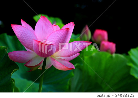 蓮の花 54083325