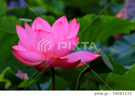 蓮の花 蓮の花 54083333