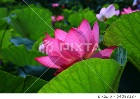 蓮の花 54083337