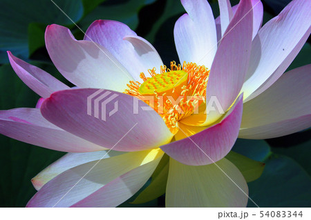 蓮の花 蓮の花 54083344