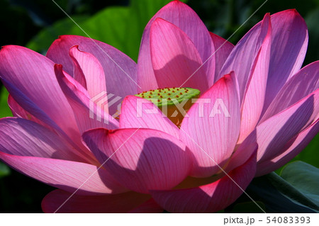 蓮の花 54083393