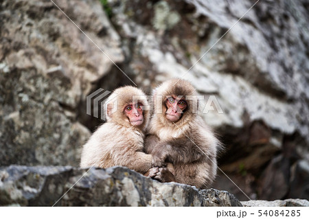 baby snow monkeys at Jigokudani Park, Yamanouchi baby snow monkeys at Jigokudani Park, Yamanouchi 54084285