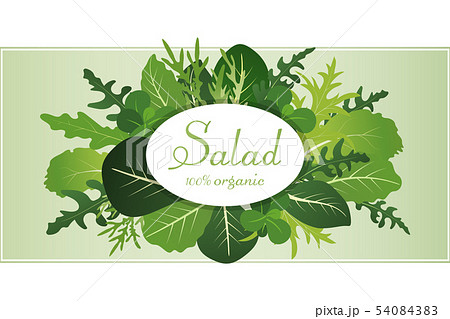 Mix of salad leaves. Arugula, spinach and lettuce leaf. Vector illustration set in flat style. 54084383