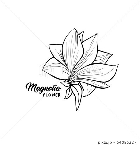 Magnolia flowers hand drawn illustration 54085227