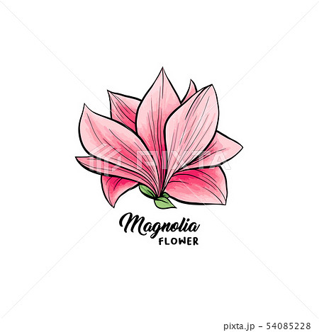 Magnolia flowers hand drawn illustration 54085228