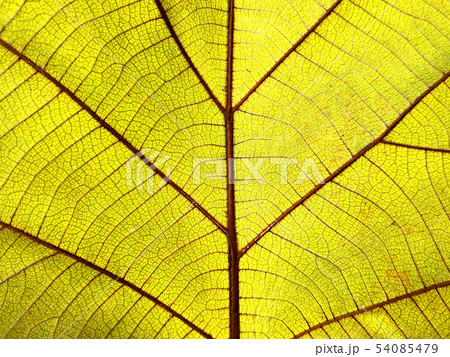 Close up of texture dry leaves. Close up of texture dry leaves. 54085479