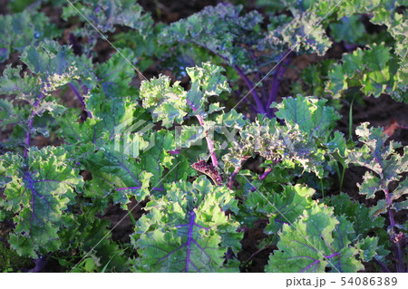 Green vegetable garden field planting red kale green in organic plantation farm Green vegetable garden field planting red kale green in organic plantation farm 54086389