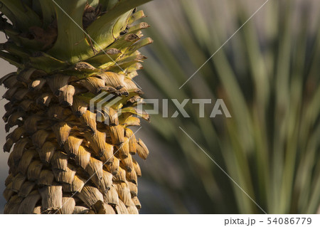 Close up photo of palm tree bark. blurred background 54086779