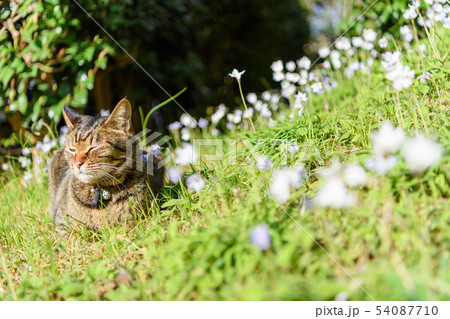 インフェイオン　ベツレヘムの星と猫 54087710