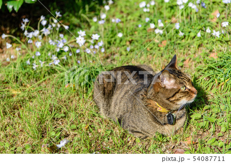 インフェイオン　ベツレヘムの星と猫 54087711