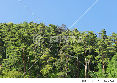 赤松林 54087758