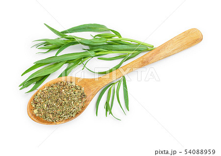 tarragon or estragon fresh and dried isolated on a white background with copy space for your text 54088959