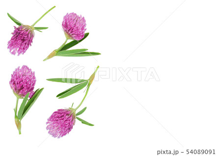 Clover or trefoil flower medicinal herbs isolated on white background with copy space for your text 54089091