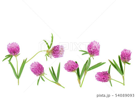 Clover or trefoil flower medicinal herbs isolated on white background with copy space for your text 54089093