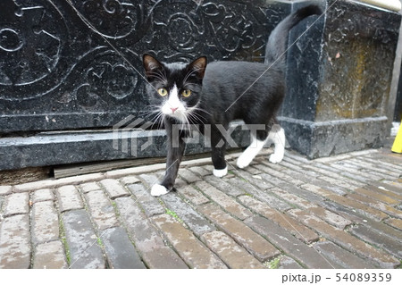 ユトレヒトの猫 54089359