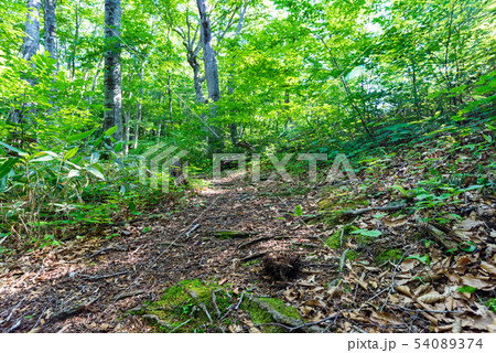 ブナの森と小道 54089374