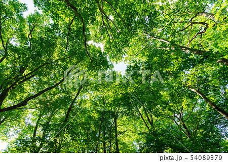 ブナの森の空を覆うブナ林 54089379