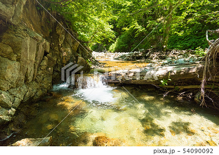 ブナの森の流れの透明な涼しい渓流 54090092