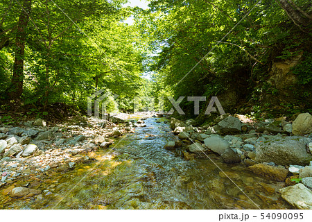 ブナの森の流れの透明な涼しい渓流 54090095